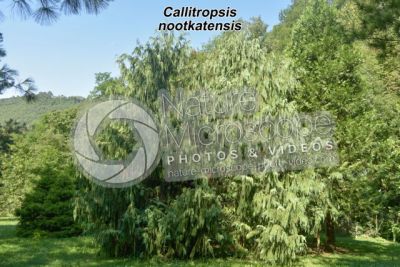 Callitropsis nootkatensis. Nootka cypress