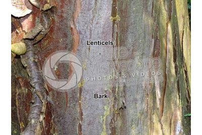 Callitropsis nootkatensis. Nootka cypress. Stem