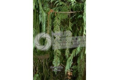 Callitropsis nootkatensis. Nootka cypress. Leaf