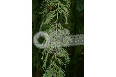 Callitropsis nootkatensis. Nootka cypress. Leaf