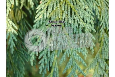 Callitropsis nootkatensis. Nootka cypress. Leaf