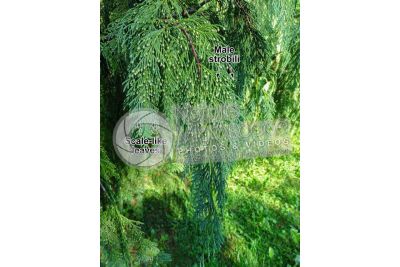 Callitropsis nootkatensis. Nootka cypress. Male strobilus