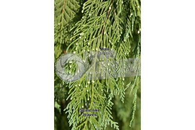 Callitropsis nootkatensis. Nootka cypress. Male strobilus