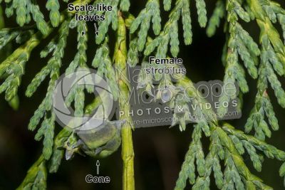 Callitropsis nootkatensis. Nootka cypress. Female strobilus