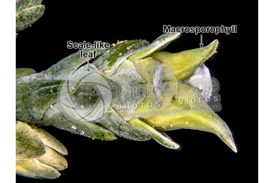 Callitropsis nootkatensis. Nootka cypress. Female strobilus. Lateral view. 7X