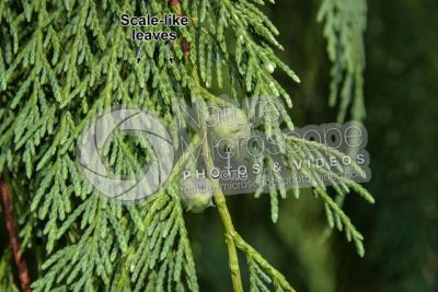 Callitropsis nootkatensis. Nootka cypress. Strobilus