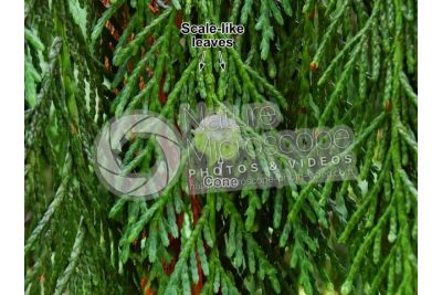 Callitropsis nootkatensis. Nootka cypress. Strobilus