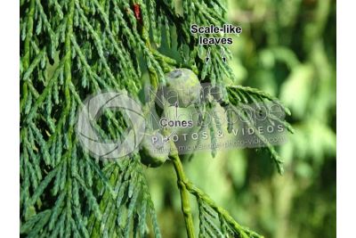 Callitropsis nootkatensis. Nootka cypress. Strobilus