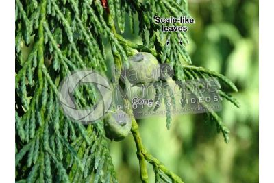 Callitropsis nootkatensis. Nootka cypress. Strobilus