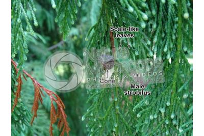 Callitropsis nootkatensis. Nootka cypress. Strobilus