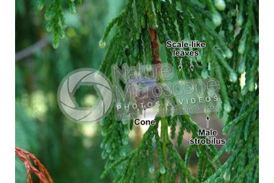 Callitropsis nootkatensis. Nootka cypress. Strobilus