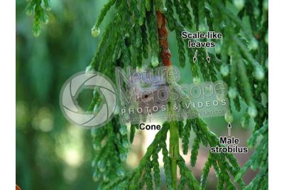 Callitropsis nootkatensis. Nootka cypress. Strobilus