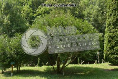 Thuja occidentalis. Northern white-cedar