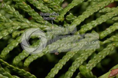 Thuja occidentalis. Northern white-cedar. Leaf. Upper surface