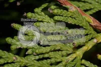 Thuja occidentalis. Northern white-cedar. Leaf. Upper surface