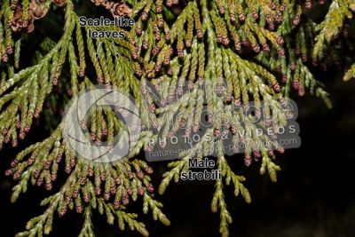 Thuja occidentalis. Northern white-cedar. Male strobilus