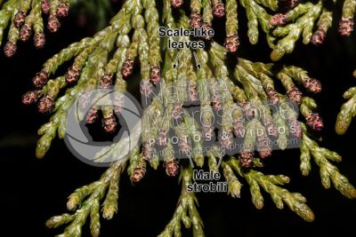 Thuja occidentalis. Northern white-cedar. Male strobilus