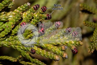 Thuja occidentalis. Northern white-cedar. Male strobilus