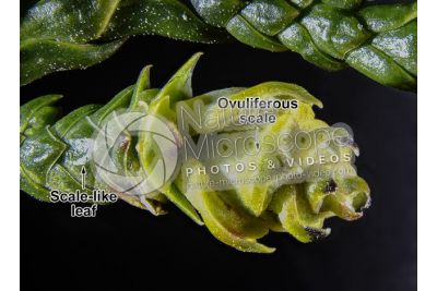Thuja occidentalis. Northern white-cedar. Female strobilus. 5X