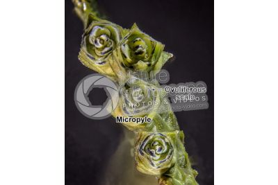 Thuja occidentalis. Northern white-cedar. Female strobilus. 5X
