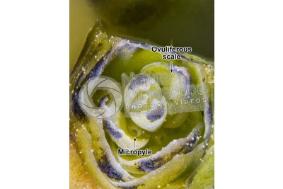 Thuja occidentalis. Northern white-cedar. Female strobilus. 21X