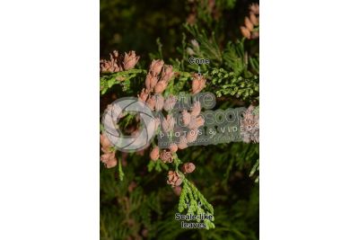 Thuja occidentalis. Northern white-cedar. Strobilus