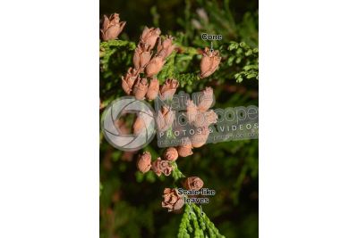 Thuja occidentalis. Northern white-cedar. Strobilus