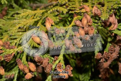 Thuja occidentalis. Northern white-cedar. Strobilus