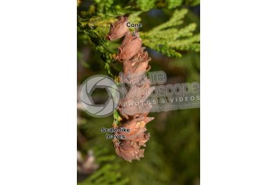 Thuja occidentalis. Northern white-cedar. Strobilus
