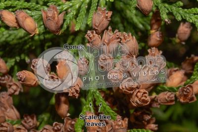 Thuja occidentalis. Northern white-cedar. Strobilus