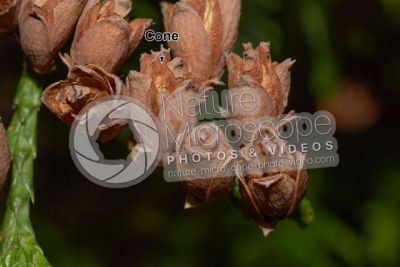 Thuja occidentalis. Northern white-cedar. Strobilus