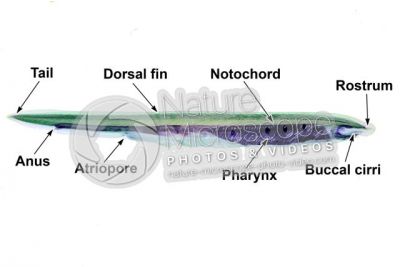Branchiostoma sp. Lancet. Lateral view. 1X