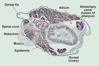 Branchiostoma sp. Lancet. Transverse section. 32X
