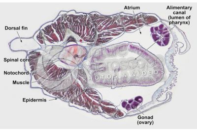 Branchiostoma sp. Lancet. Spinal cord and notochord. Transverse section. 32X
