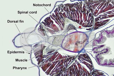 Branchiostoma sp. Lancet. Spinal cord and notochord. Transverse section. 64X