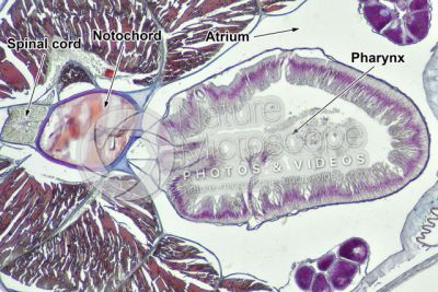 Branchiostoma sp. Lancet. Pharynx. Transverse section. 64X