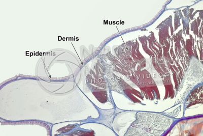 Branchiostoma sp. Lancet. Skin and epidermis. Transverse section. 100X