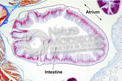 Branchiostoma sp. Lancet. Intestine. Transverse section. 100X
