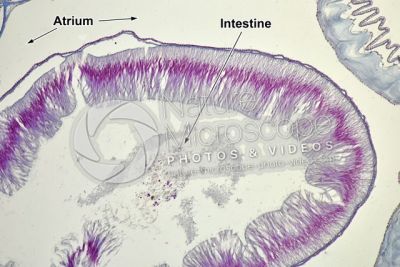Branchiostoma sp. Lancet. Intestine. Transverse section. 125X