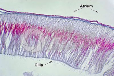 Branchiostoma sp. Lancet. Intestine. Transverse section. 500X