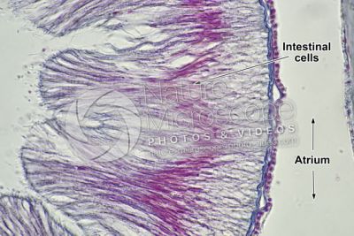 Branchiostoma sp. Lancet. Intestine. Transverse section. 1000X