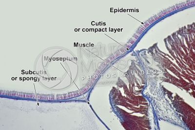 Branchiostoma sp. Lancet. Skin and epidermis. Transverse section. 250X