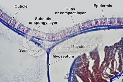 Branchiostoma sp. Lancet. Skin and epidermis. Transverse section. 500X