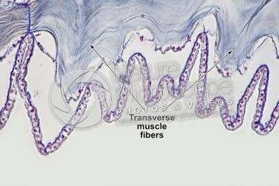 Branchiostoma sp. Lancet. Transverse muscle fiber. Transverse section. 500X
