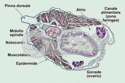 Branchiostoma sp. Anfiosso. Sezione trasversale. 32X