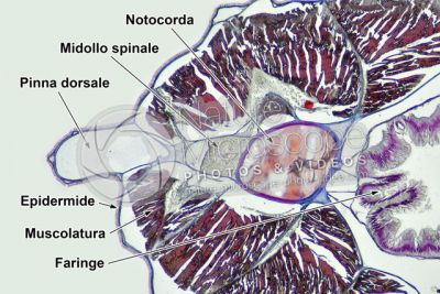 Branchiostoma sp. Anfiosso. Midollo spinale e notocorda. Sezione trasversale. 64X