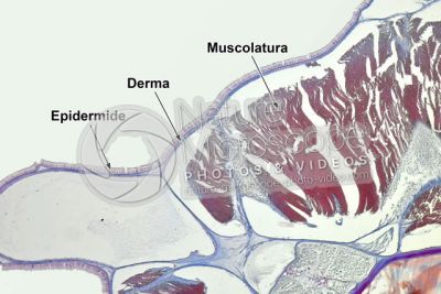 Branchiostoma sp. Anfiosso. Cute e epidermide. Sezione trasversale. 100X
