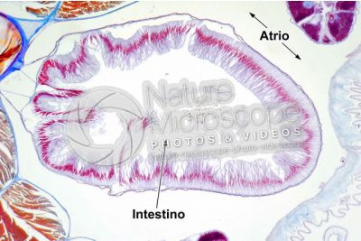Branchiostoma sp. Anfiosso. Intestino. Sezione trasversale. 100X