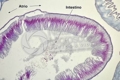 Branchiostoma sp. Anfiosso. Intestino. Sezione trasversale. 125X