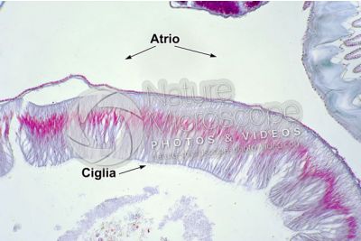 Branchiostoma sp. Anfiosso. Intestino. Sezione trasversale. 250X